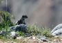 13JoshuaTree - 66